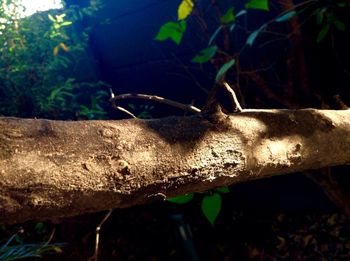 Close-up of rusty plant