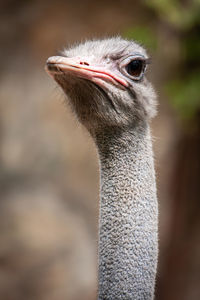 Close-up portrait of a ostrich