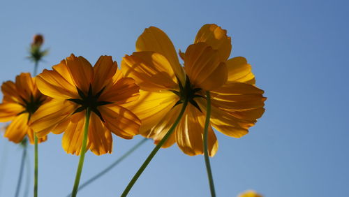 Close-up of yellow flowers against sky