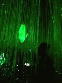 View of trees at night