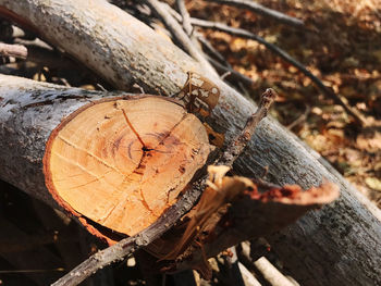 Close-up of logs in forest