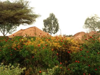 Scenic view of flowering plants on field against sky