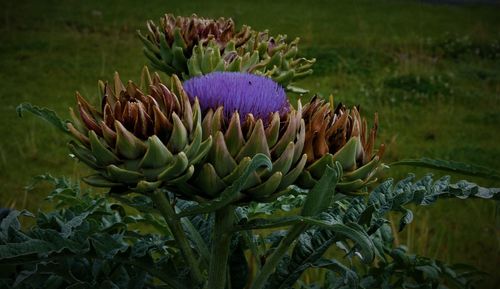 Close-up of purple flowering plant on field