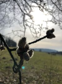 Close-up of plant on field against sky