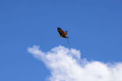 Low angle view of bird flying against clear blue sky