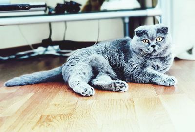 Portrait of cat resting on wooden floor