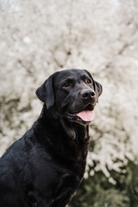 Beautiful black labrador in meadow over white almond tree flowers background. spring time, nature