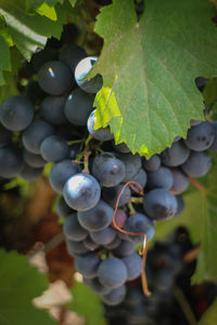 Close-up of grapes growing in vineyard