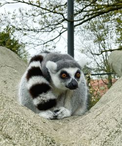 Portrait of ring-tailed lemur in zoo