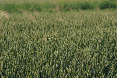 Full frame shot of crops on field