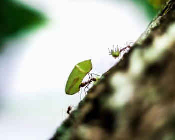 Close-up of small plant growing outdoors
