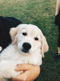 Low section of person holding puppy