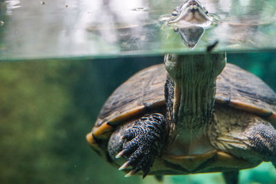 Close-up of turtle swimming in sea