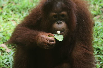 Close-up of monkey on field