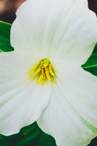 Close-up of white flower