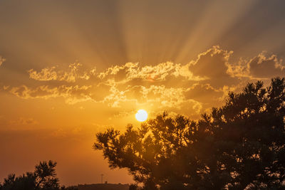 Low angle view of silhouette trees against sky during sunset