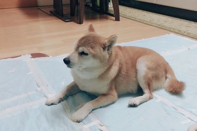 High angle view of a dog looking away