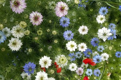 High angle view of flowers blooming on field