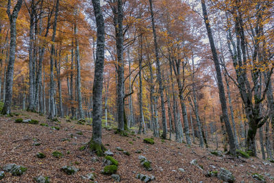 Trees in forest during autumn