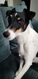 Portrait of dog sitting on sofa at home