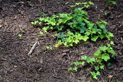 High angle view of plant on field