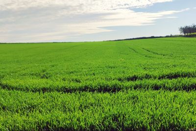 Scenic view of agricultural field against sky