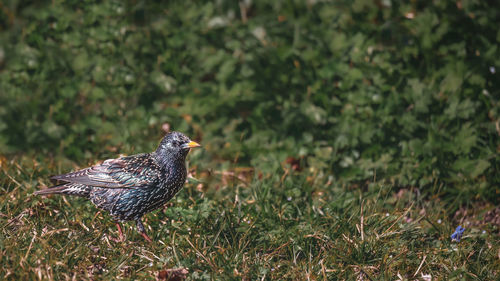 Close-up of a bird on grass