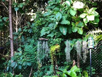 Close-up of ivy growing on tree trunk in forest