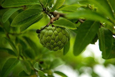 Close-up of strawberry growing on tree