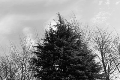Low angle view of trees against sky