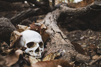 Close-up of animal skull on rock