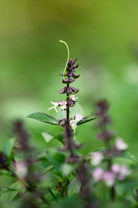 Close-up of flowering plant