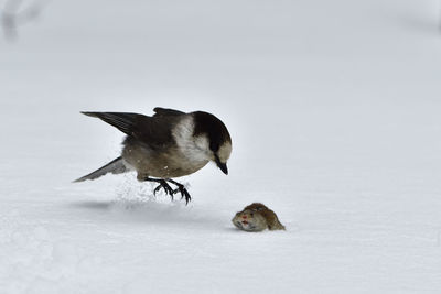 Side view of two birds on snow