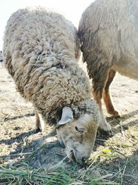 Sheep in a field