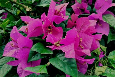 Close-up of pink flowering plant