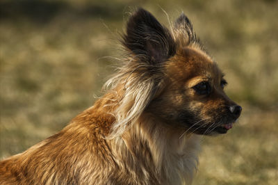 Close-up of dog looking away