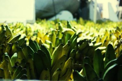 Close-up of flowers growing in field