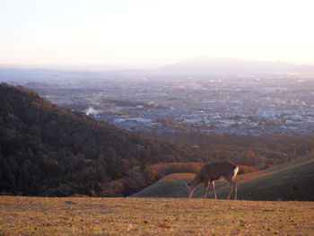 View of a horse on field
