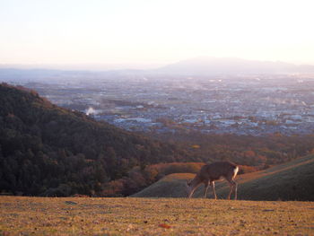 Deer eating on wakakusayama summit