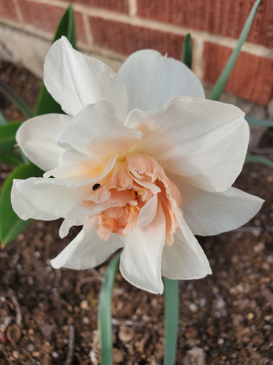 CLOSE-UP OF WHITE FLOWERING PLANTS