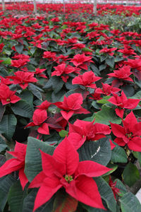 Close-up of red flowers blooming outdoors