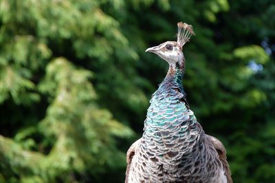 Close-up of peacock