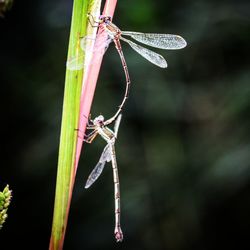 Close-up of dragonfly on plant