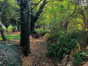 Trees in forest