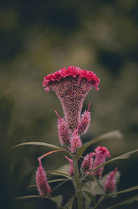 Close-up of pink flowering plant