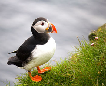 Close-up of bird perching on a land