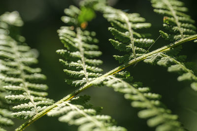 Macro of a fern leaves in the morning light