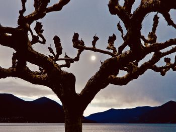 View of tree against sky
