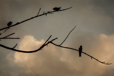 Low angle view of silhouette birds perching on branch