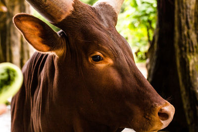 Ain't i looking adorably-cute to you - taman safari indonesia, bogor, indonesia